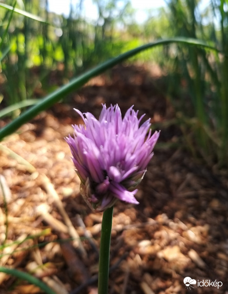 Metélőhagyma Virágzat 