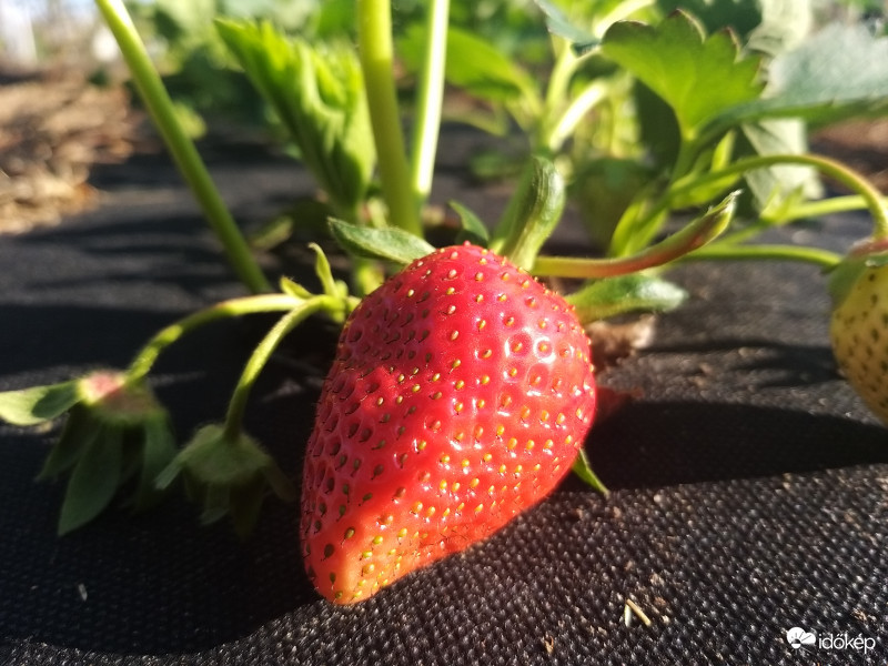 Érésben levő pirosodó eper