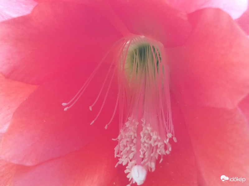 Kaktusz Virág belseje 