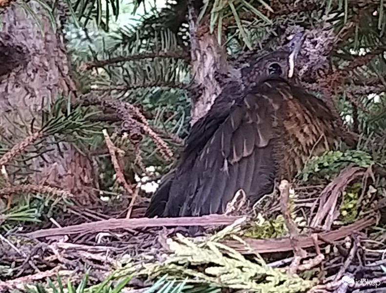 Kell valakinek őrizni a fészket