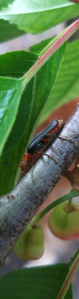 Te milyen cincér vagy??