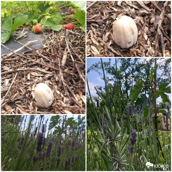 Kikelőben lévő gomba