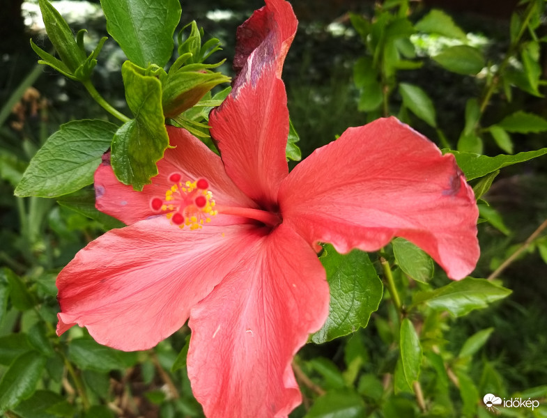 Első Hibiszkuszi Virágzat