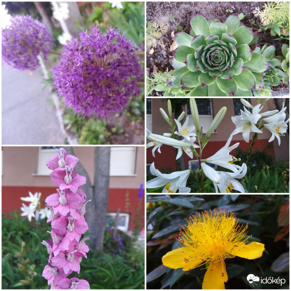 Növény Montázs 