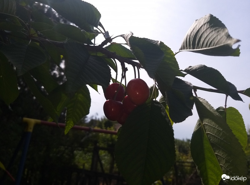 Csodatermés Juniús közepete