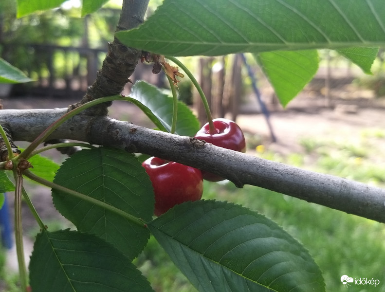 Csodaérő Cseresznye