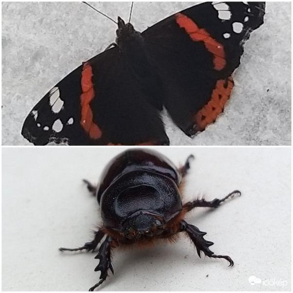 Királylepke,Szarvasbogár