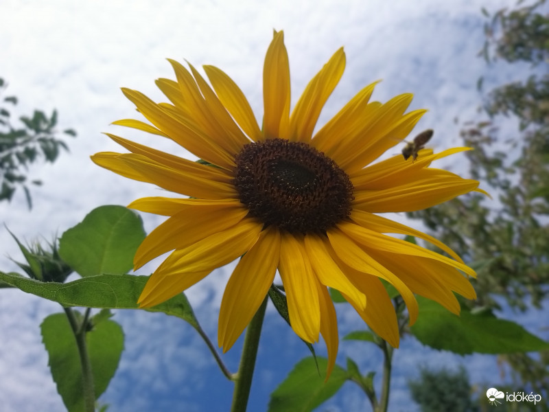 Napraforgó Virágzat