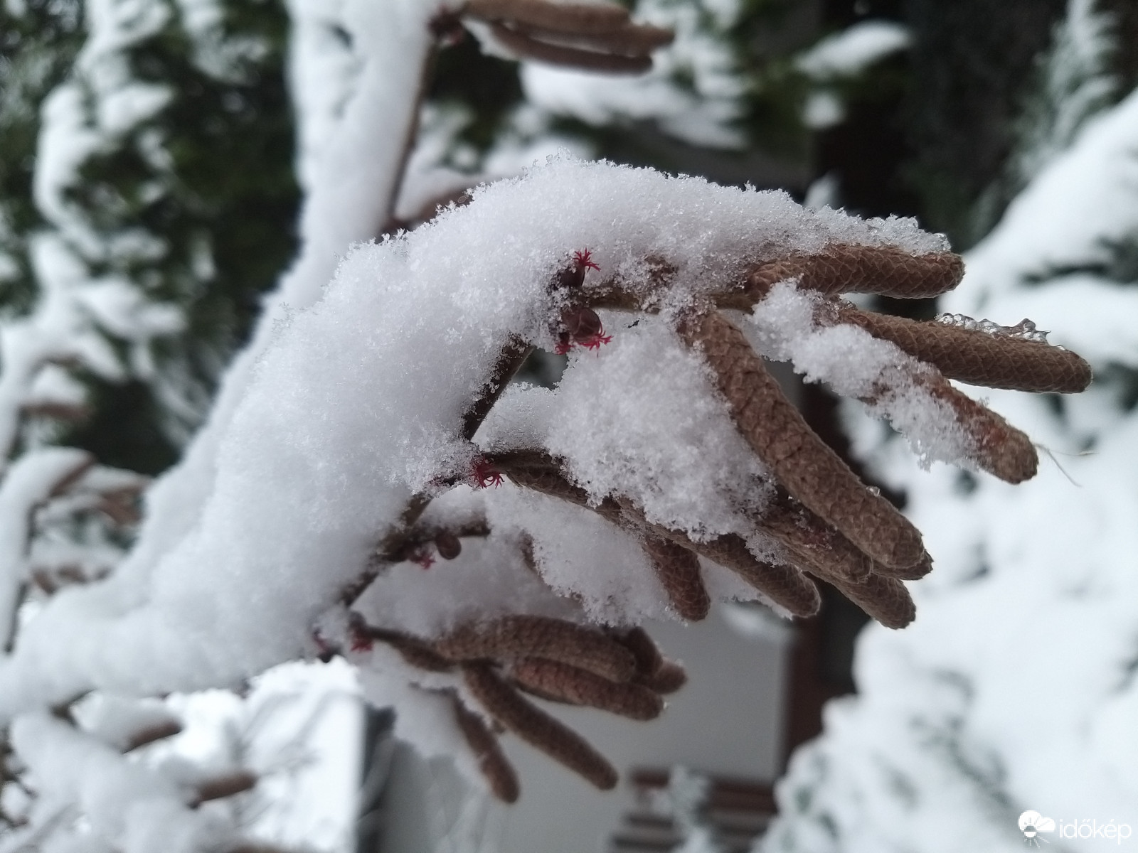 Havas beporzót mogyoró barka