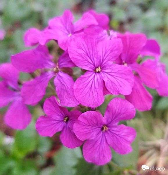 Holdviola