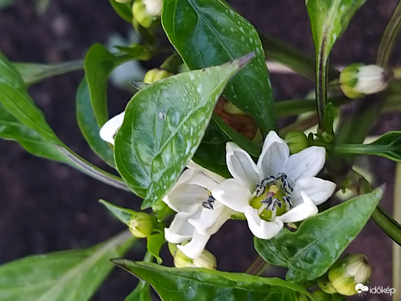 Paprika Virágzat