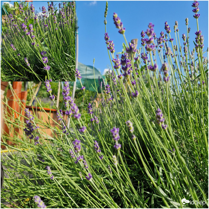 Levendula