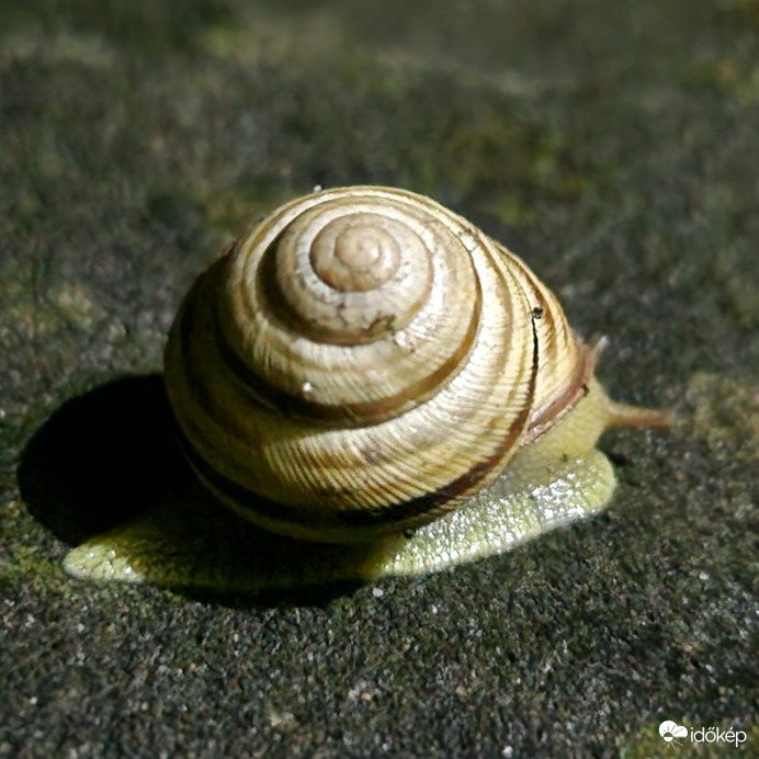 Végre Előjöhetünk?