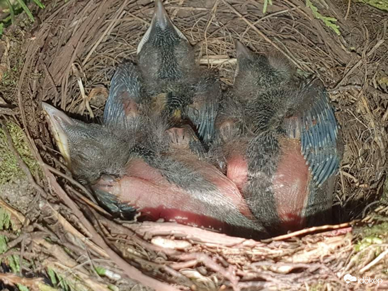 Mind kikeltek a tojásból