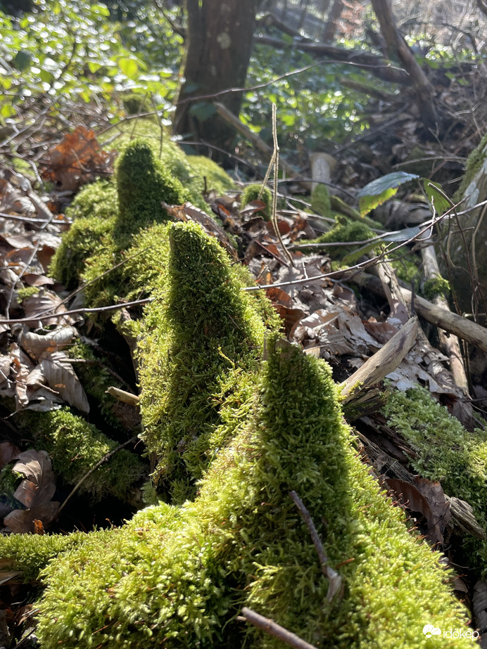 Észlelési fényképek