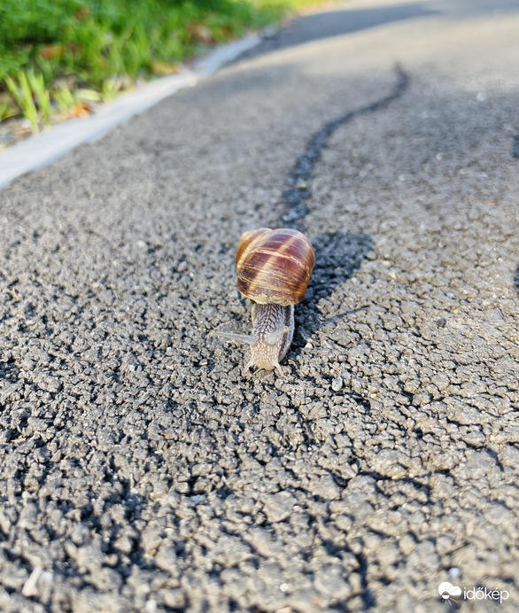 Ez a kis csiga jól elhúzta a csíkot! :) 