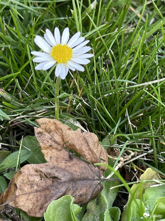 Egy kis őszi tavasz:)