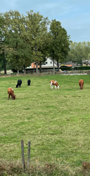 Farm ahol élünk :)