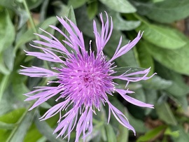 sztimea820723 fotója