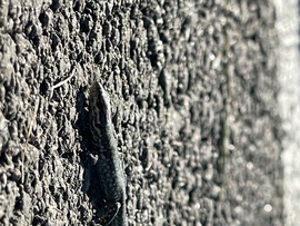 sztimea820723 fotója