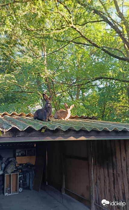 Amíg máshol madarak csicseregnek a tetőn, nálunk nyulak figyelnek onnan:)))))
