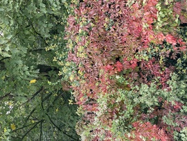 Csodálatos természet