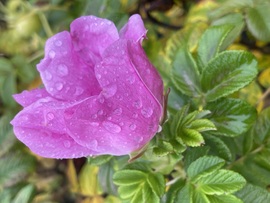 sztimea820723 fotója