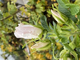 sztimea820723 fotója