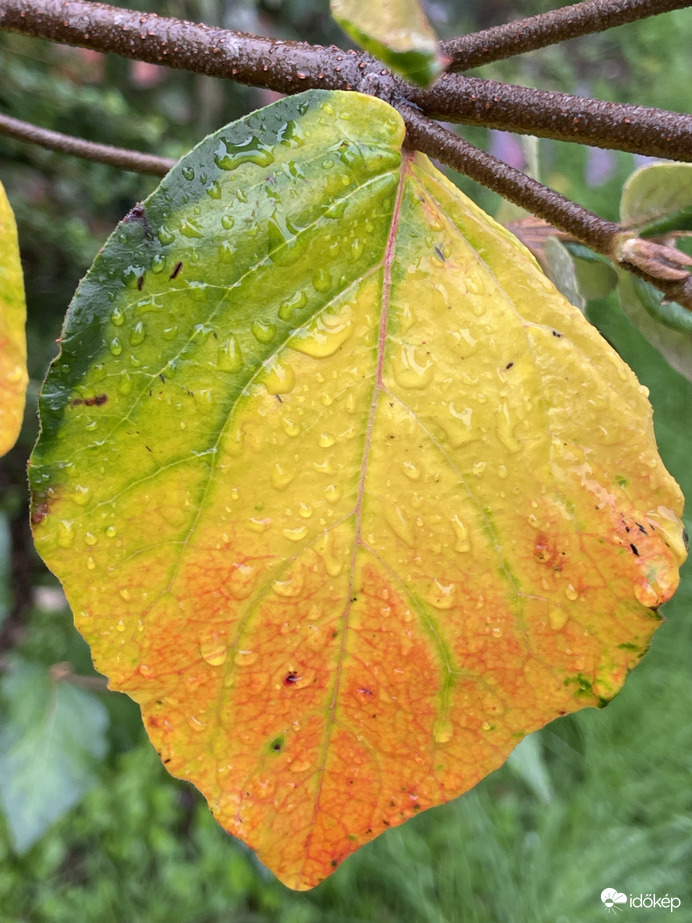 Az ősz színei egy helyen :)