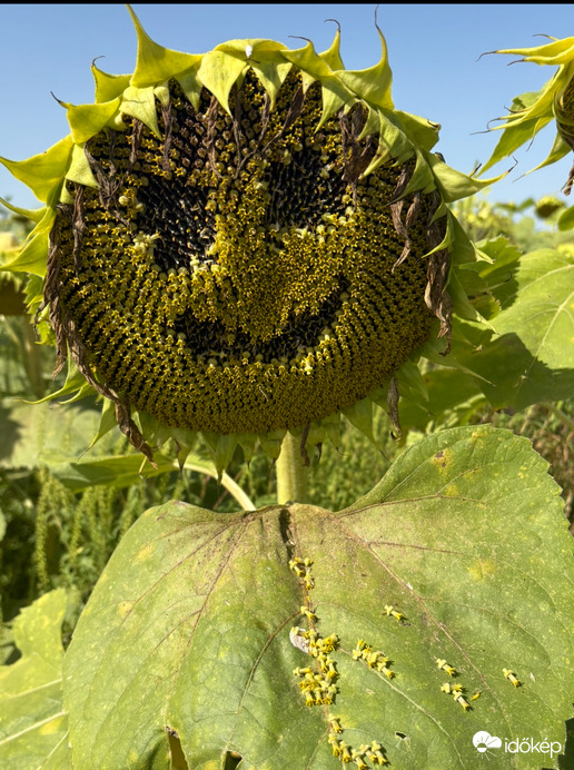 Egy kis nyári emlék ebben a hidegben:)