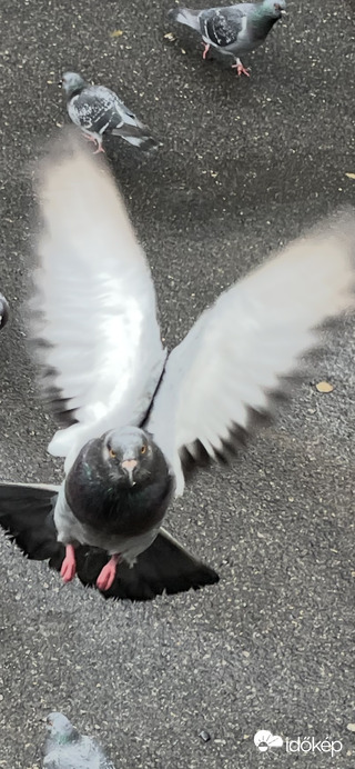 Vigyázz mert elütlek:))