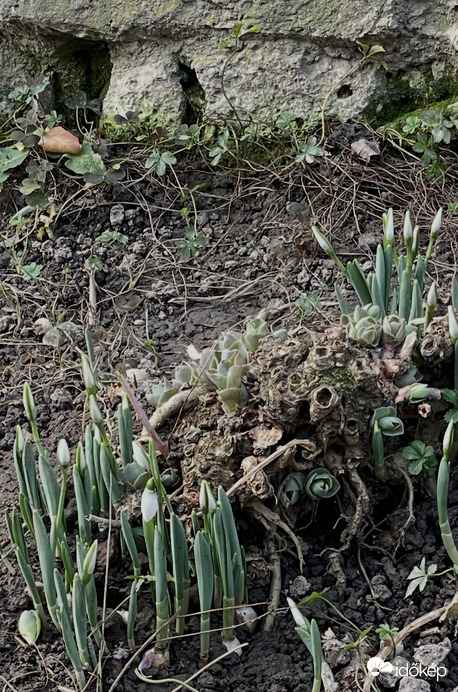 Virágzik a hóvirág…
