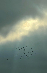 Szabadság vándorai