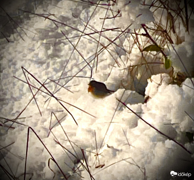 A kis vörösbegy pihen a bokor alatt