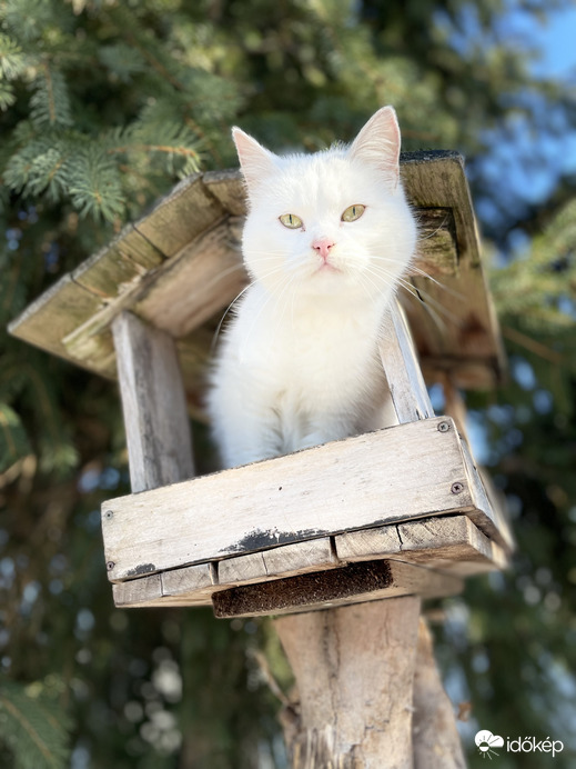 A madáretetőben egy igen ritka és szép madarat sikerült lefotóznom:))) 