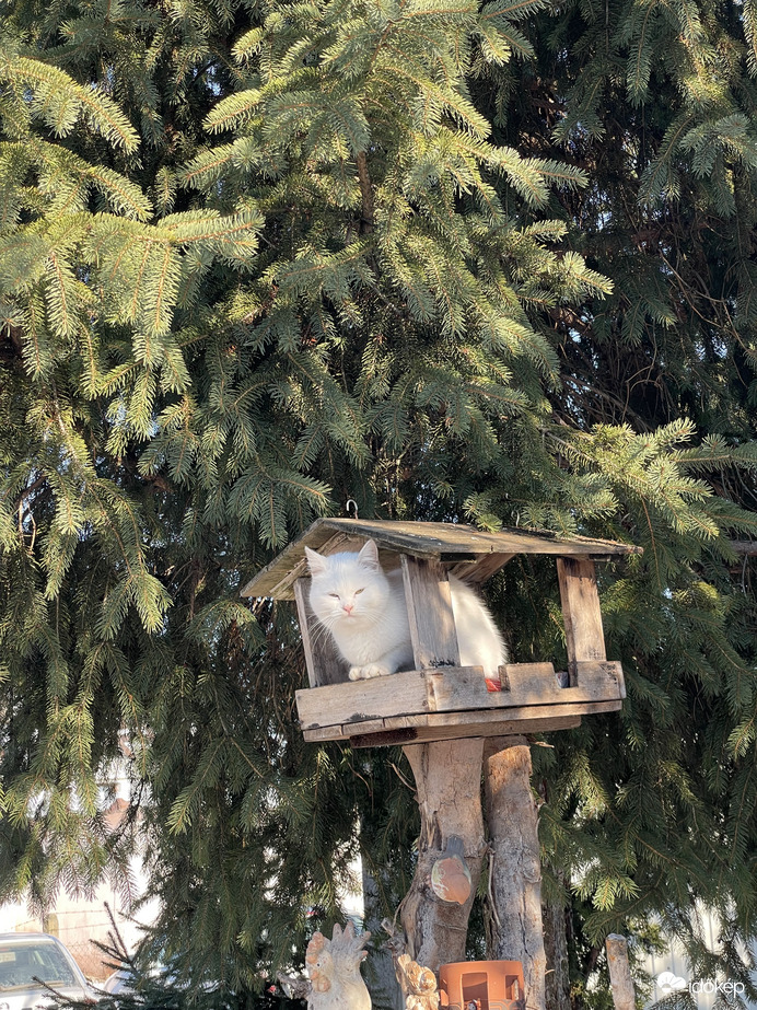 A madáretetőben egy igen ritka és szép madarat sikerült lefotóznom:))) 
