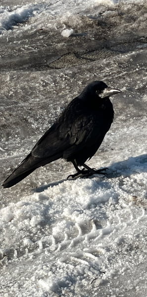 Kb. Így nézet rám ez a varjú: Te most vásárolni vagy engem fotózni jöttél??:))