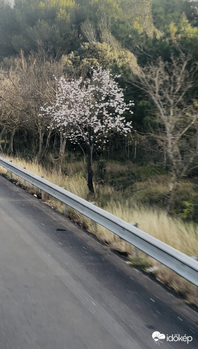 Franciaországban kezd tavaszodni.:)