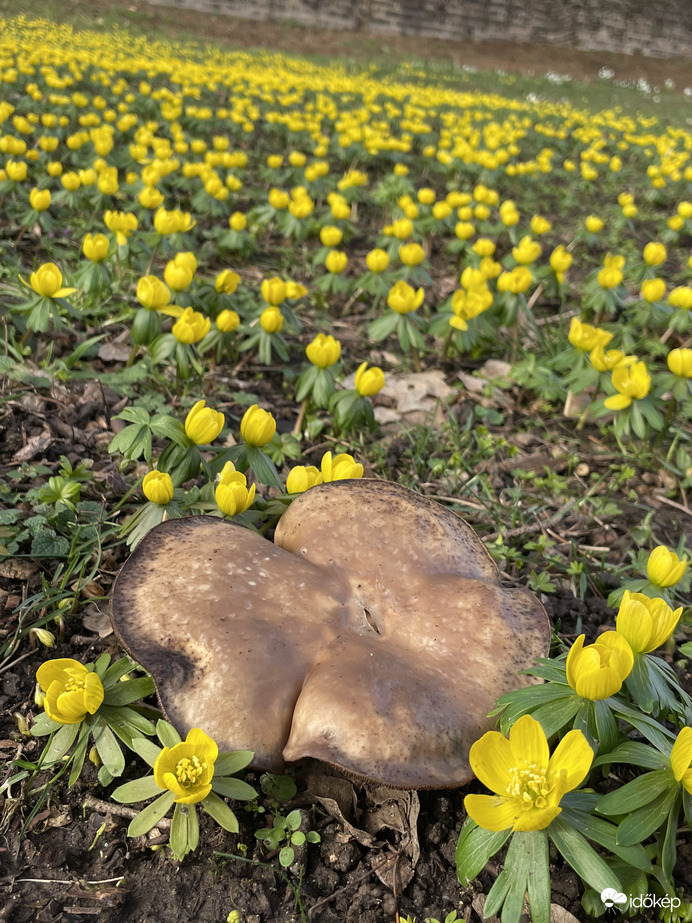 Ébredezik a természet:)