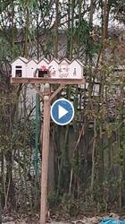 Madarak karácsonya2