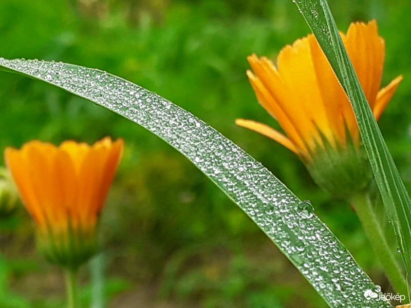 Ködös reggel után 1