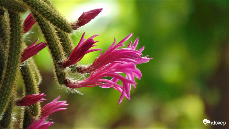 Virágzó kaktuszunk