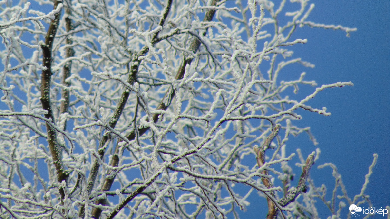 Zúzmara a fák tetején
