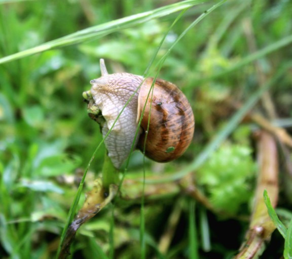 Perkáta