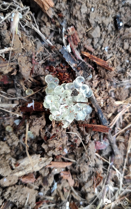 Meztelen csiga tojása