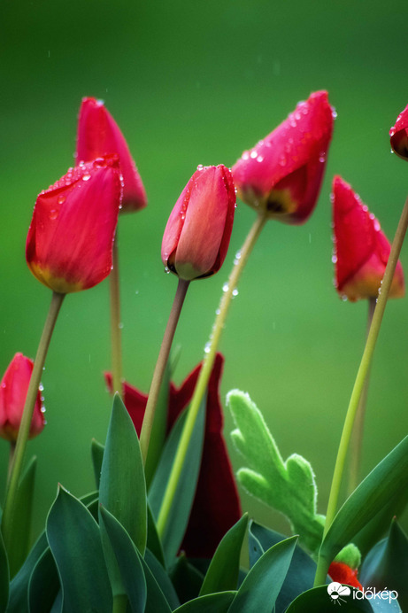 Esős - tulipános :) 