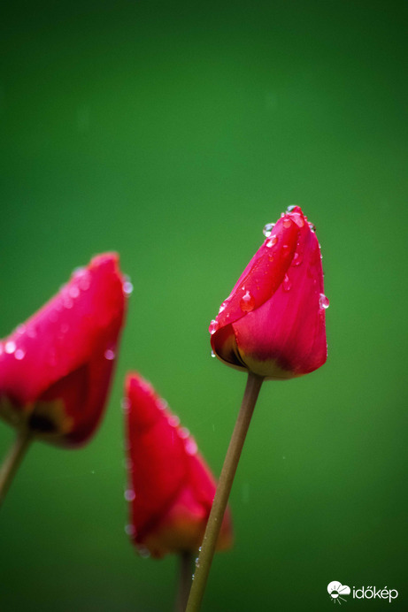 Esős - tulipános :) 