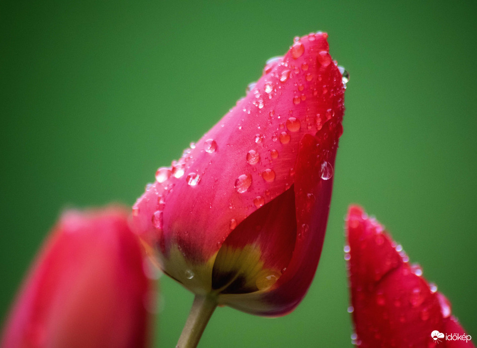 Esős - tulipános :) 