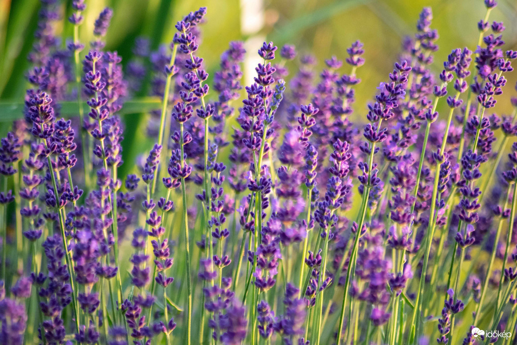 Levendulás 