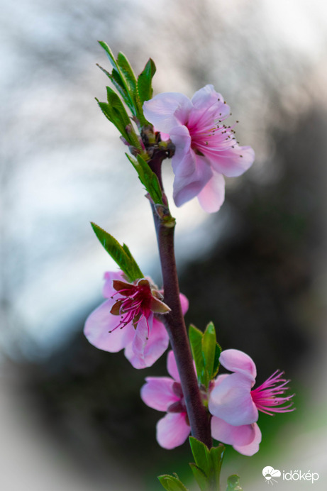 Csak bírják ki, ezt a két hideg hajnalt.... 